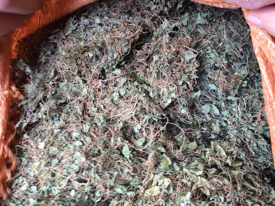 廣西壯鄉中草藥 新貨 馬蹄金 黃膽草 小金錢草 小馬蹄草 產地 廣西